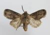 Agrotis clavis